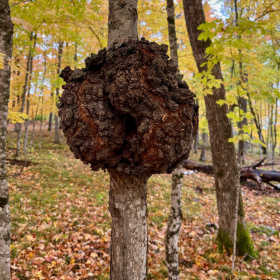 A large burl grows on a maple tree at Long Lake Conservation Center on Oct. 12, 2024.