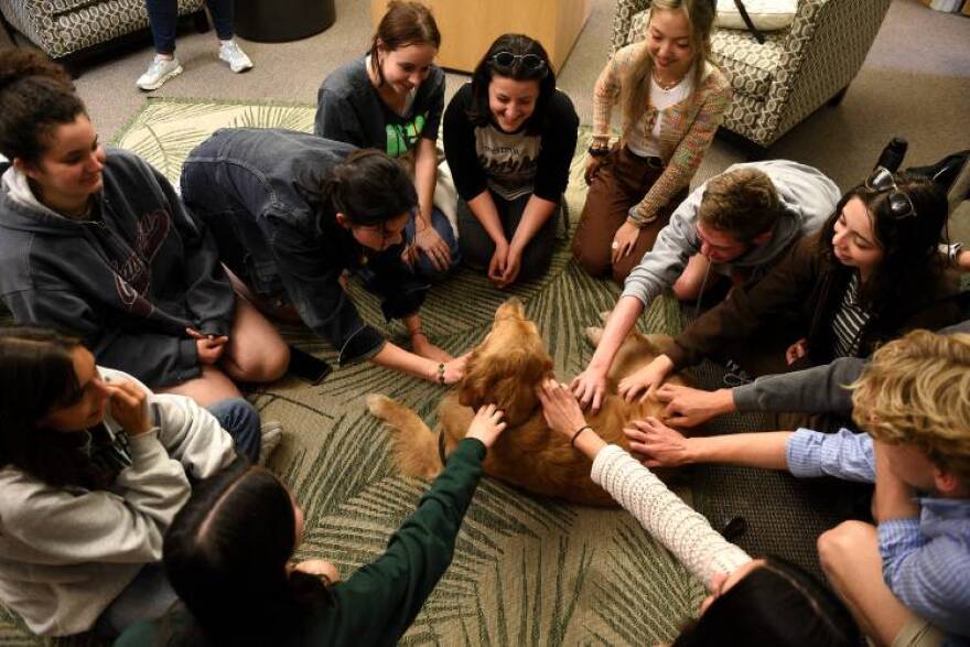 Therapy dog Poppy, a golden retriever, is given an abundance of attention by Dartmouth College students at the Student Wellness Center on Wednesday, Sept. 20, 2023, in Hanover, N.H. This is the second week therapy dogs have visited the center with dozens of students stopping by during the 45-minute visit. Many students remarked how much they missed their own dogs at home. (Valley News - Jennifer Hauck)