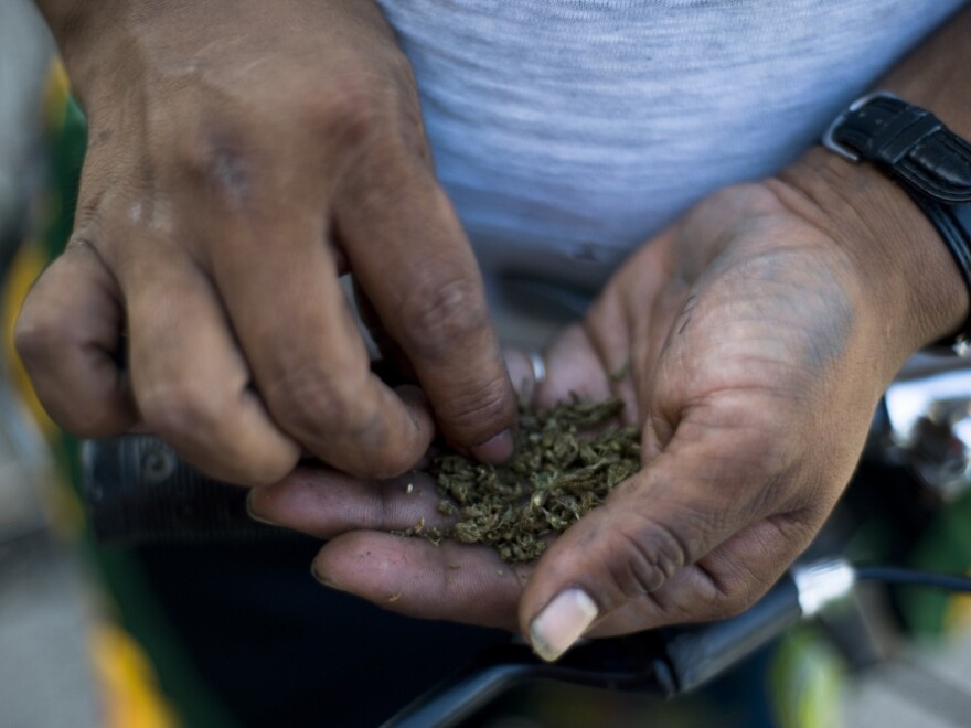 A man makes a joint during a march last month in Guatemala City, Guatemala, calling for the decriminalization of marijuana.