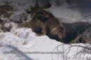 A photo from a Wyoming Game and Fish Department aerial monitoring flight taken in the spring of 2026 shows two grizzly bear cubs in the Yellowstone area born to a sow that was transported from the Glacier Park area in 2025. Wildlife managers moved the sow in an attempt to boost genetic diversity in Yellowstone bears.