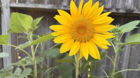 wild sunflower growing in a back yard garden
