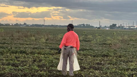 José Delgado working in an agricultural field in Homestead, Florida, in May 2025.