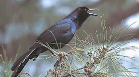 A Grackle, Wikimedia Commons