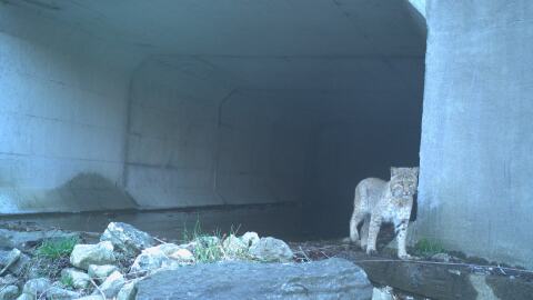 Wildlife cameras have captured bobcats, along with elk, deer, bears, foxes, coyotes, and more using wildlife crossings in the Blue Ridge Mountains.