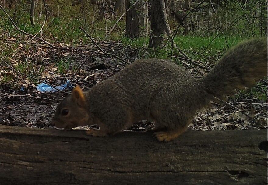 A fox squirrel in Ohio