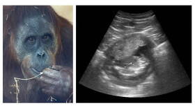The Indianapolis Zoo has announced that 22-year-old Sumatran orangutan Sirih is pregnant.