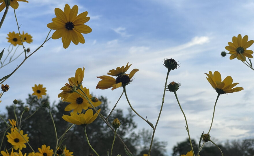 The Pepper Ranch Preserve in Pepper Ranch Preserve in Immokalee is also experiencing a native sunflower bloom. A period for viewing the 2025 annual bloom event of native Southeastern sunflowers is available at https://tinyurl.com/PepperRanchSunflowers.