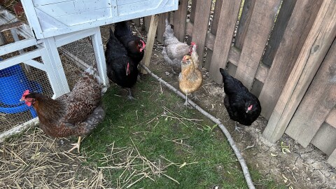 Hens in a backyard in Gahanna.