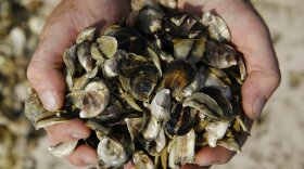 Two full hands holding multiple raw oyster seeds to be put back in the water. 