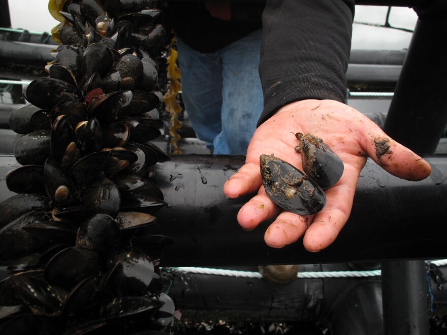 Mussels thrive on particles that come from fish waste. The mussels help clear the water and reduce the environmental impact of fish farms. Canada's federal food agency has certified them as safe for human consumption.