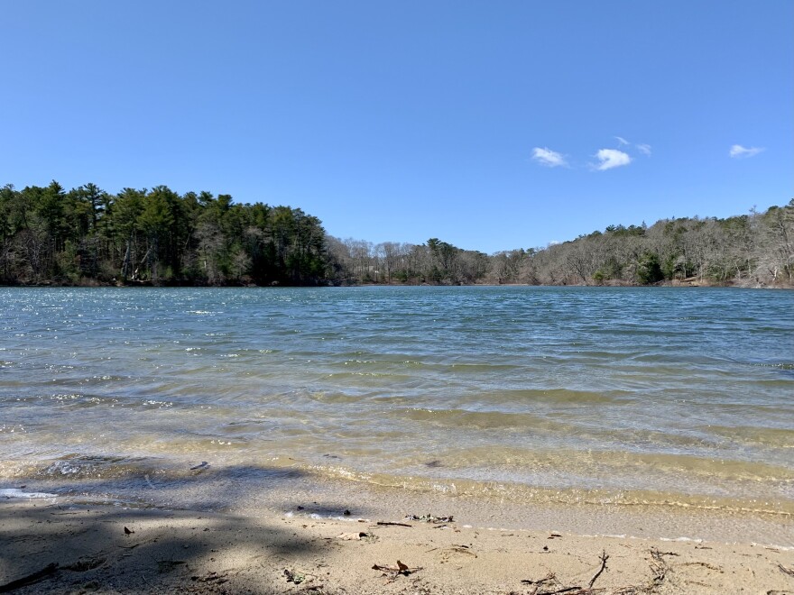 A pond on Cape Cod. PFAS was found in six watersheds in the region.