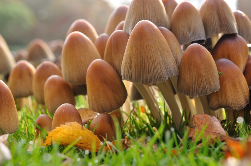 Scientists label fungi with negative effects pathogenic and ones with positive symbiotic.