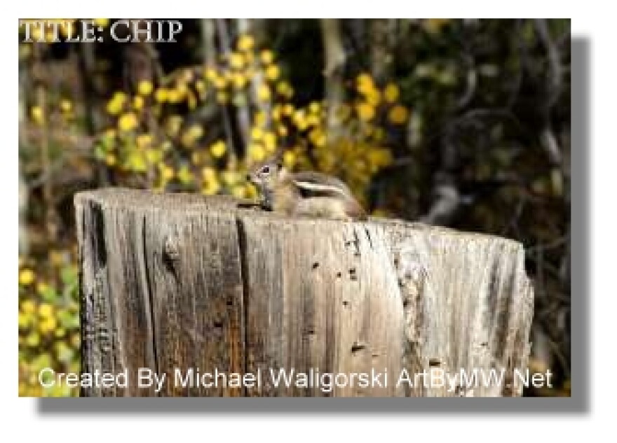 \"Chip,\" by Michael Waligorski