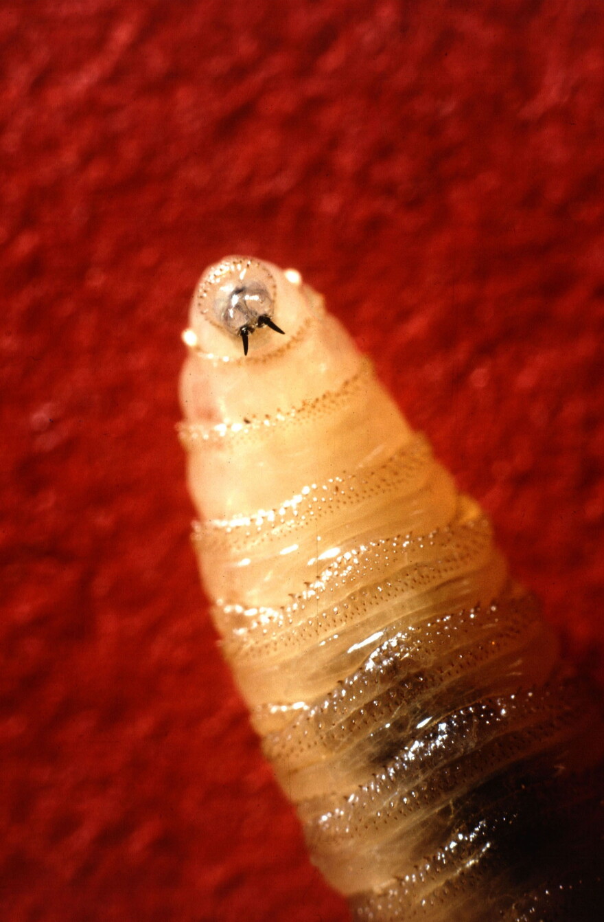 A close up photo of a New World Screwworm larva.