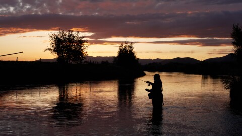 Fly fishing at night for the brown drake hatch!