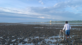 A bed of blue mussels is revealed at low tide off Mackworth Island in Casco Bay.
