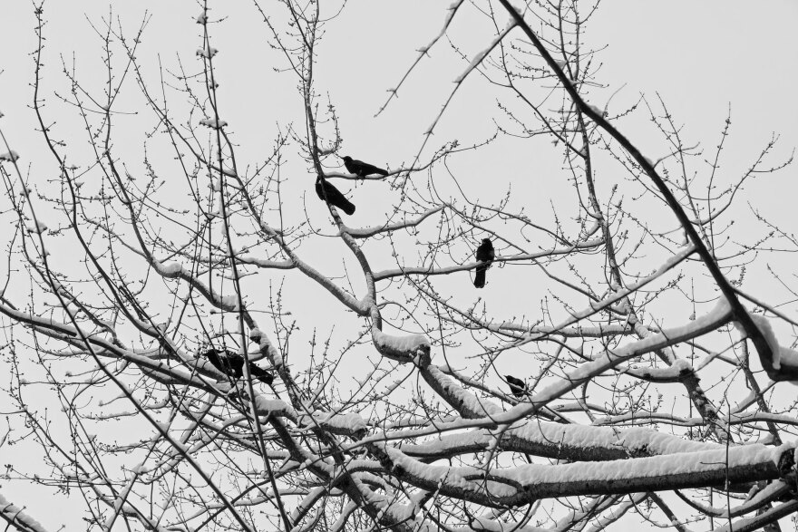 Crows on a snow-covered branch