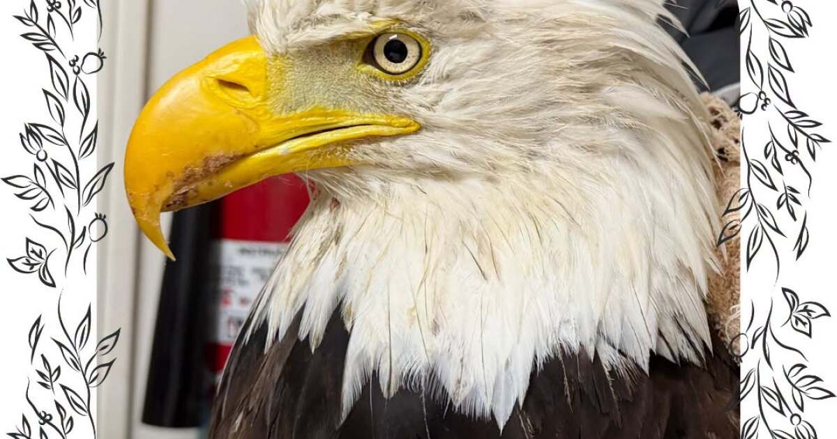 Jackie the bald eagle perched on a branch, a reminder that not all Jackies have net worth