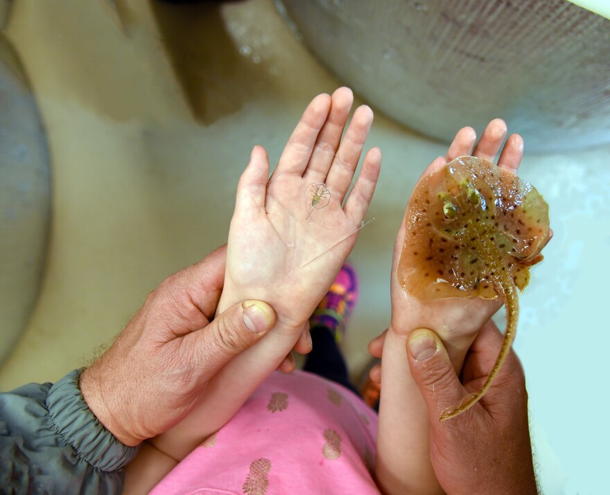 The coin-sized synthetic stingray (left) next to a skate<em> </em>that nature made, <em>Luecoraja erinacea</em>.