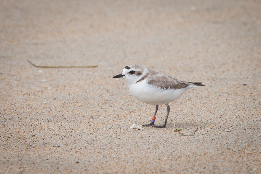 A small, round bird stands in the sand. She has two little plastic bands on one of her ankles. 
