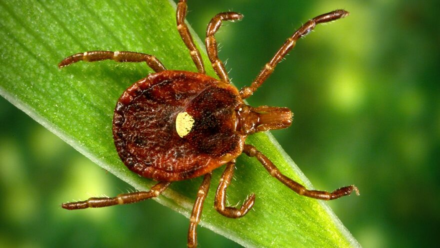 A female lone star tick