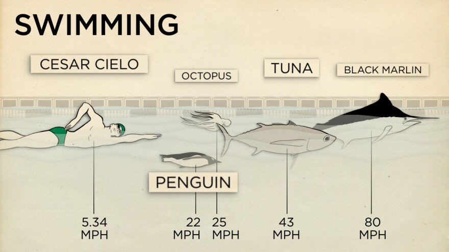 Humans aren't very good at swimming.