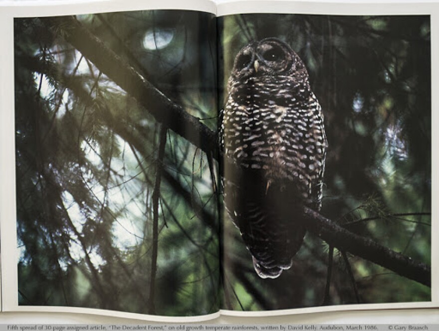 owl in a tree