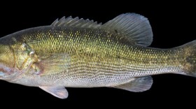 Alabama Bass