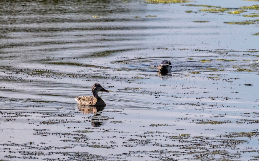 A river otter sneaks up on an unsuspecting Mallard duck at the Arcata Marsh and Wildlife Sanctuary.