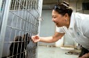 Weng Horak, the Founder and CEO of the Center for Animal Rescue and Enrichment of St. Louis, pets King Roscoe, a 3-year-old Mastiff and Terrier mix, at the nonprofit’s adoption center on Wednesday, June 18, 2025, in St. Louis’ Midtown neighborhood.