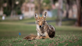 A coyote is seen lying in a grassy area.