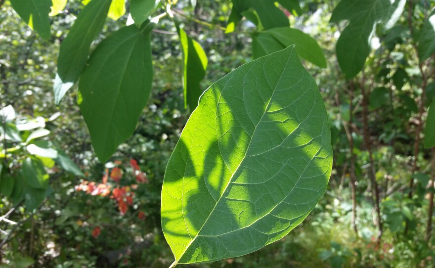 A spoon-shaped sassafras leaf. One of the three distinctive shapes of a sassafras leaf.