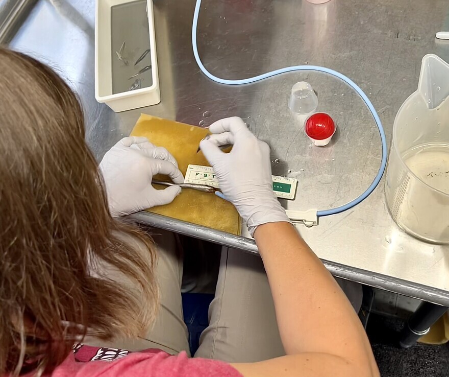 Kate Deters, a scientist with Pacific Northwest National Laboratory, is about to make an incision in a juvenile Pacific lamprey so that she can insert an acoustic tag, which is about the size of a long grain of rice. The tag will allow scientists to track this lamprey as it travels downstream.
