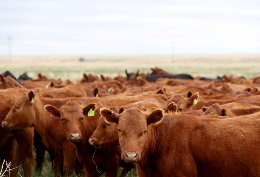 Cattle stand while grazing in freshly opened pasture using adaptive grazing at CS Ranch, during the Soil Health Academy which teaches regenerative agriculture techniques, on June 1, 2022 in Cimarron, New Mexico. (Mario Tama/Getty Images)