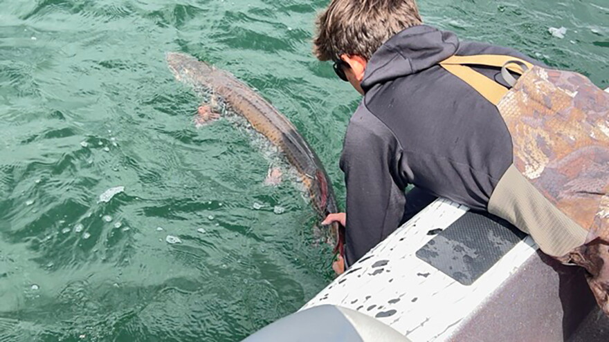 A tracked muskie makes its way back into Leech Lake.