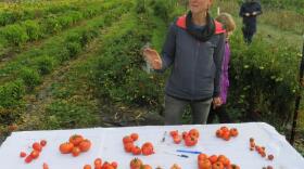 Organic Seed Alliance Program Director Micaela Colley at the nonprofit's research farm in Chimacum, Washington. CREDIT: TOM BANSE / NW NEWS NETWORK