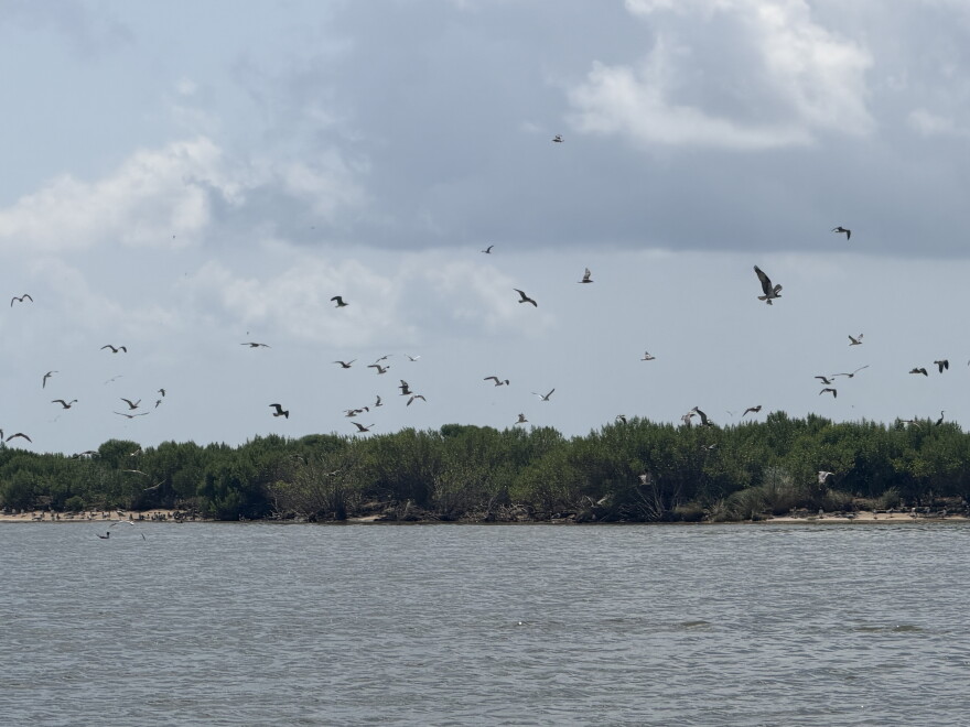 Shorebirds fly above Coffee Island. The island is covered in low green vegetation along a sandy shore surrounded by the Gulf.