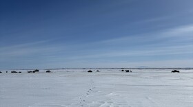 Cars dot the ice at the mouth of the Johnson River, where residents of villages up and downriver come to manaq.