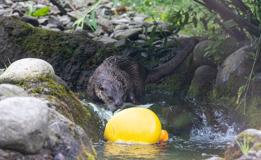 Cedrick is just over three years old and comes from the Milwaukee County Zoo in Wisconsin.