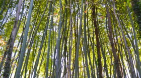 Invasive bamboo plants 