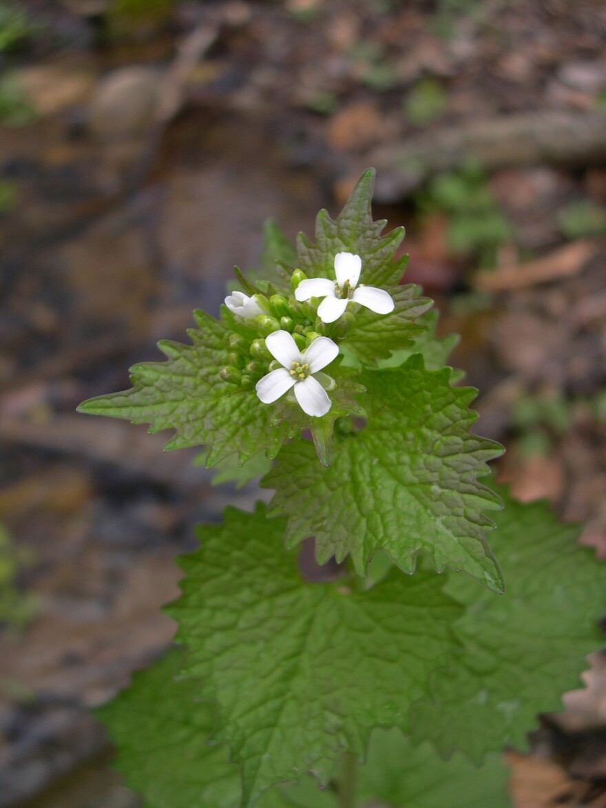 A close-up of garlic mustard taken by Jeffrey Evans, who co-authored the study in the journal "Functional Ecology"