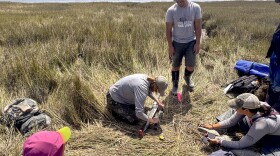 Cores to Code students in the field coring in a coastal marsh, along the north margin of Humboldt Bay. Photo courtesy of Harvey Kelsey.