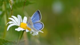 Puget blue butterfly in Johnson Prairie, Joint Base Lewis-McChord, Washington.