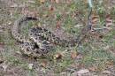 An eastern diamondback rattlesnake is handled during a demonstration at Jonesville Park on April 2, 2026. (Candy Fontana Verde / WUFT News)