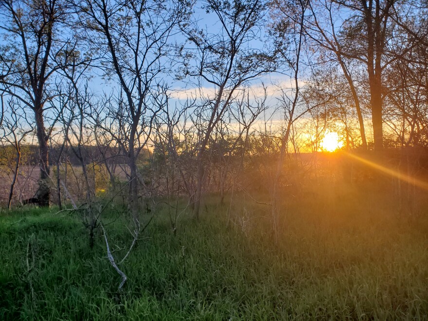 A spring sunset noticed while foraging for mushrooms. (Anne Rebeck-Scott/Photo of the Week)