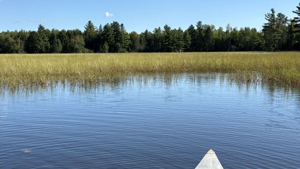 Island Lake is one of various lakes open for wild rice harvesting