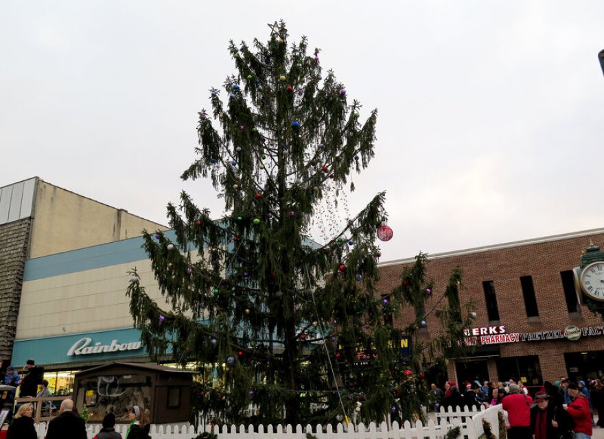 Scraggly_tree_ben_allen.jpg