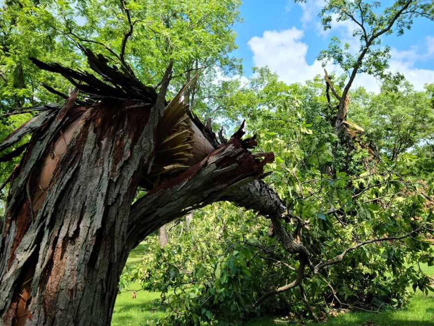 The derecho damaged and destroyed trees in the region, including this one in Macomb's Glenwood Park.