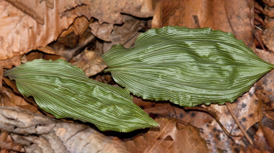 Leaves of two Putty Root Orchids.