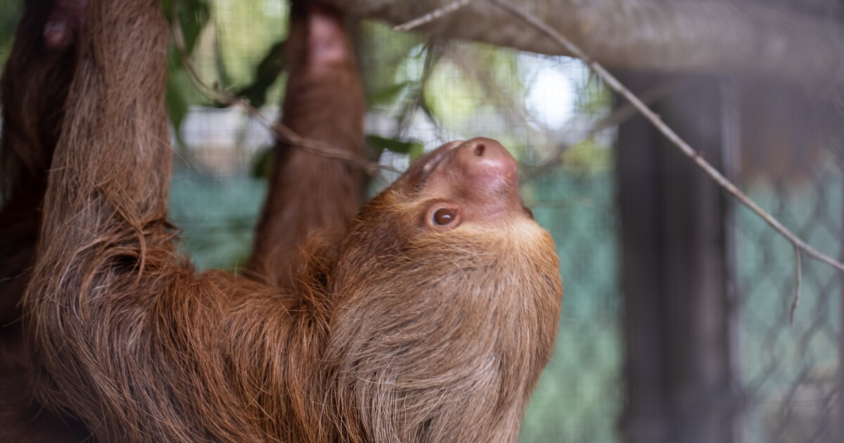 ‘Massive’ regulatory gaps put imported sloths at risk, leading expert says